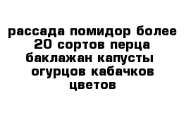 рассада помидор более 20 сортов перца баклажан капусты  огурцов кабачков цветов